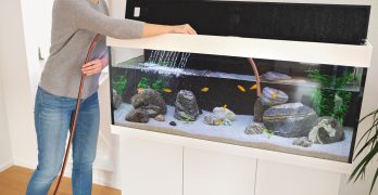 Aquarium reinigen & pflegen